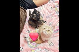 Compra - Venta Sin datos  VENDO ULTIMA GATITA PERSA